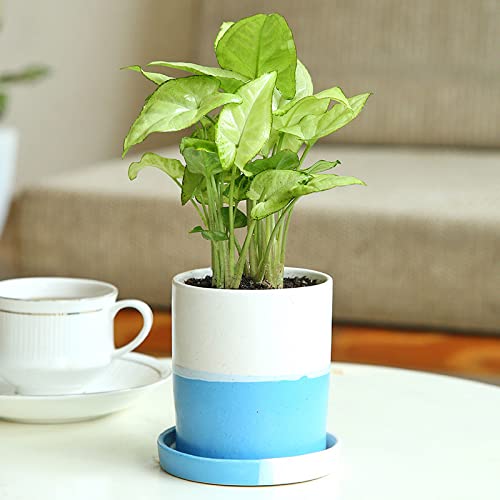 Floweraura نباتات سينغونيوم الصغيرة الحية الزخرفية في وعاء خزفي مع صينية لتزيين طاولة غرفة المعيشة والشرفة والمكتب، توصيل في نفس اليوم - Image 1