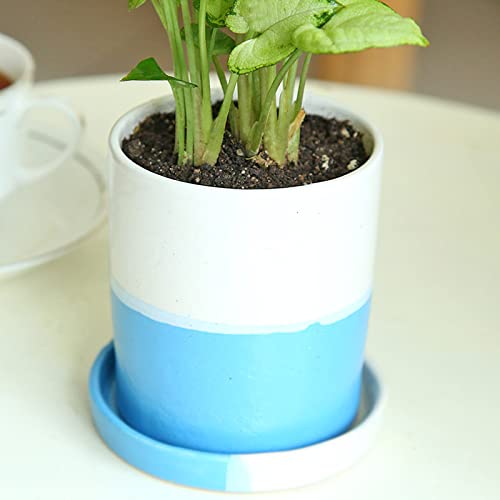 Floweraura نباتات سينغونيوم الصغيرة الحية الزخرفية في وعاء خزفي مع صينية لتزيين طاولة غرفة المعيشة والشرفة والمكتب، توصيل في نفس اليوم - Image 3