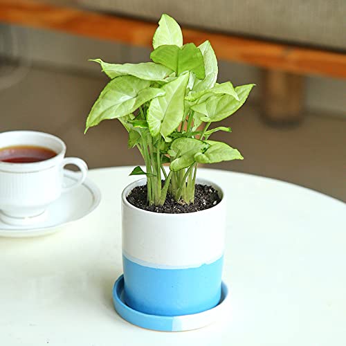 Floweraura نباتات سينغونيوم الصغيرة الحية الزخرفية في وعاء خزفي مع صينية لتزيين طاولة غرفة المعيشة والشرفة والمكتب، توصيل في نفس اليوم - Image 2
