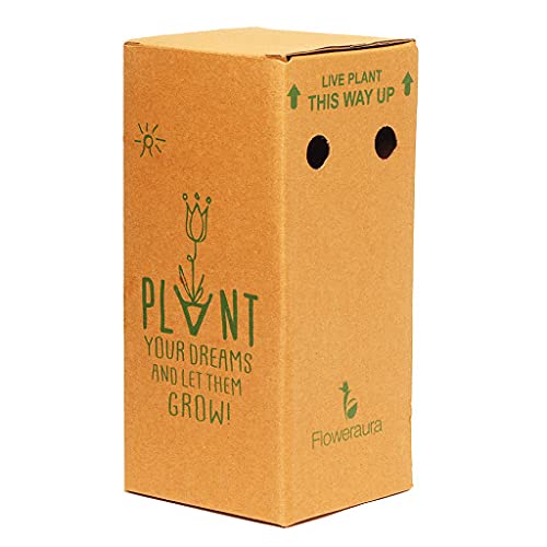 Floweraura نباتات سينغونيوم الصغيرة الحية الزخرفية في وعاء خزفي مع صينية لتزيين طاولة غرفة المعيشة والشرفة والمكتب، توصيل في نفس اليوم - Image 5