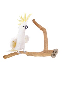 CHEWY BEAK Birds wooden perch solid java wood stick for cockatoo parrots and african grey parrots suitable for all bird cages  - Image 1