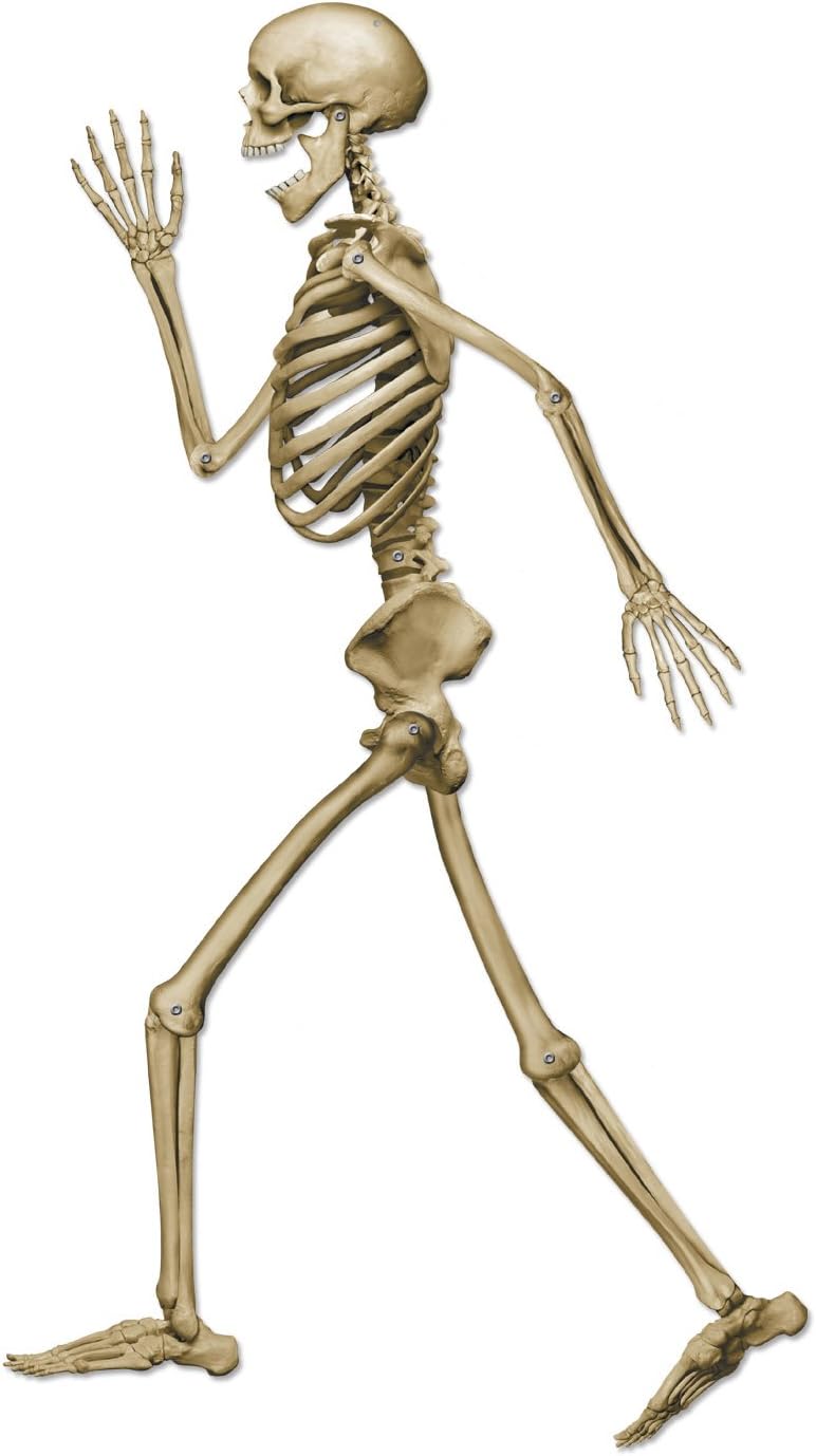 Beistle Profile Pete Jointed Skeleton Halloween Decoration - 37" Off White/Black - Image 1