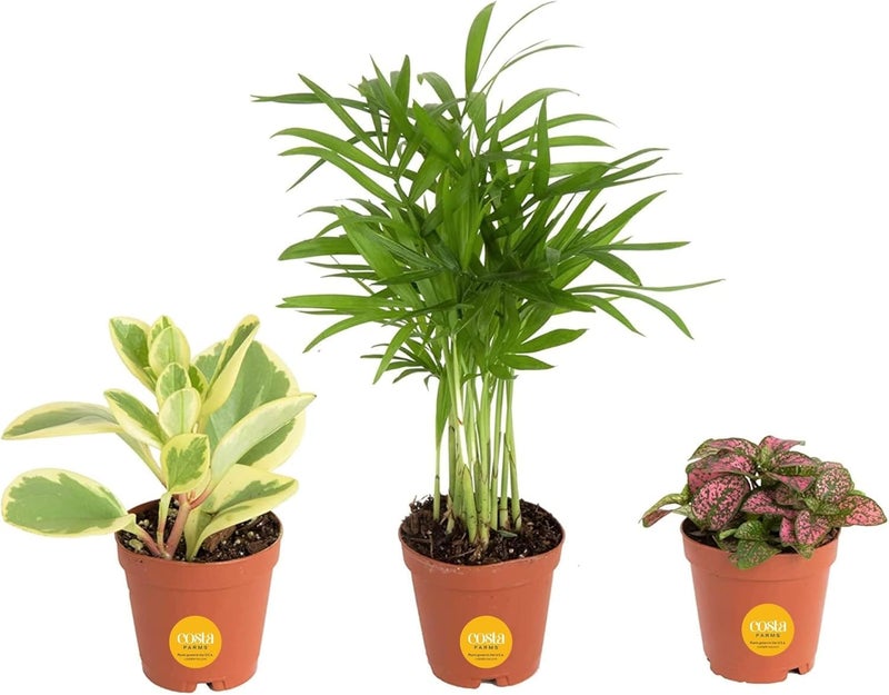 Costa Farms كوستا فارمز ميني لايف إندور بلانتس 2in نورسري بوت إيزي تو جرو هاوسبلانت (3 باك) 4-إنشز تول, جروورز تشويس, هوم ديكور أور DIY جيفت - Image 1