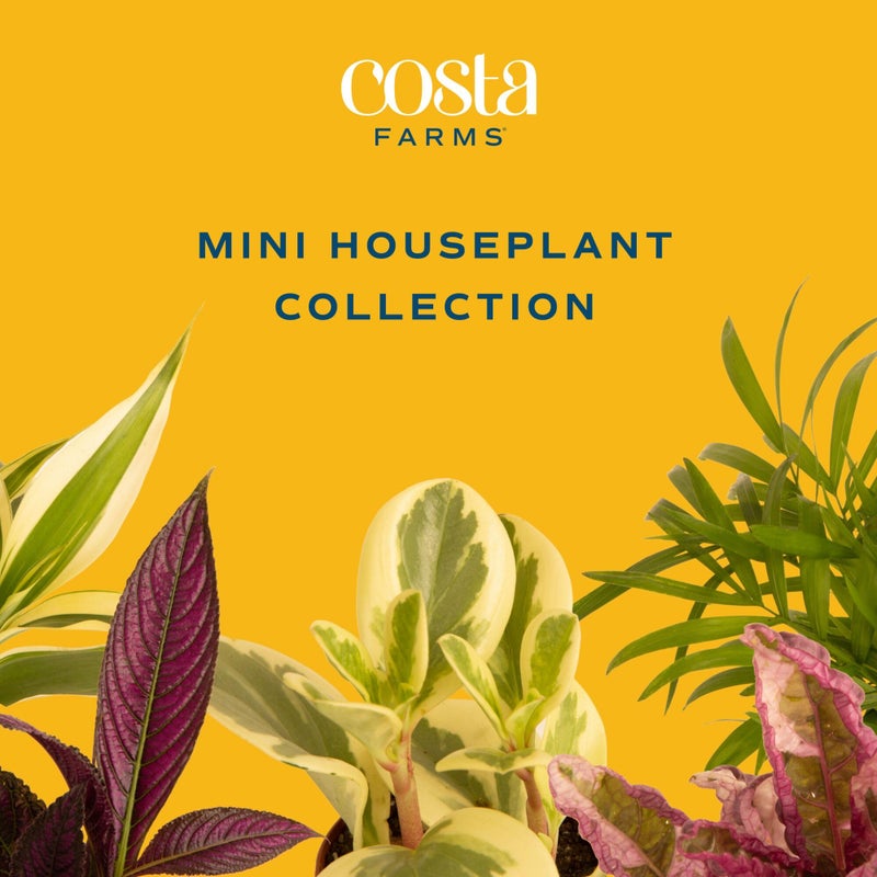 Costa Farms كوستا فارمز ميني لايف إندور بلانتس 2in نورسري بوت إيزي تو جرو هاوسبلانت (3 باك) 4-إنشز تول, جروورز تشويس, هوم ديكور أور DIY جيفت - Image 3