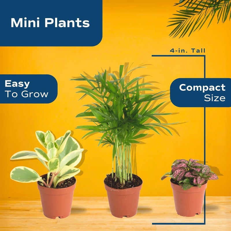 Costa Farms كوستا فارمز ميني لايف إندور بلانتس 2in نورسري بوت إيزي تو جرو هاوسبلانت (3 باك) 4-إنشز تول, جروورز تشويس, هوم ديكور أور DIY جيفت - Image 5
