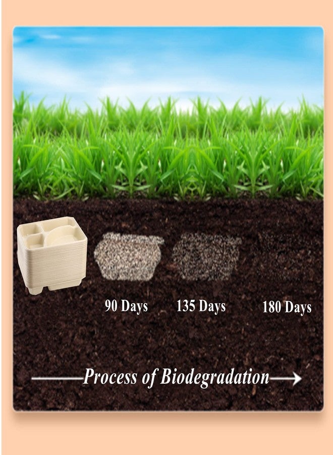 Lyellfe أطباق ورقية قابلة للتحلل 50 حبة من لييلف، طبق طبيعي من قصب السكر 4 أقسام، صينية غداء قوية، طبق مقسم يمكن التخلص منه، آمن للاستخدام في الميكروويف والفريزر للحفلات والمدارس - Image 2