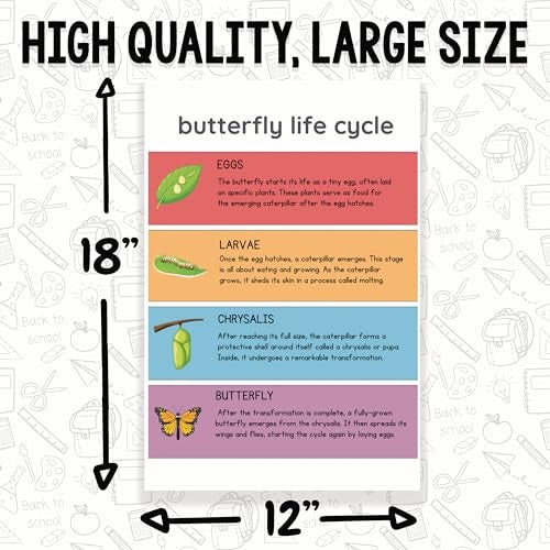 Printlabz Butterfly Life Cycle Classroom Poster - Science Class - 12 x 18 Inch - Classroom Decor - Classroom Must Haves - Back To School Decor - CPS0563 - Image 2