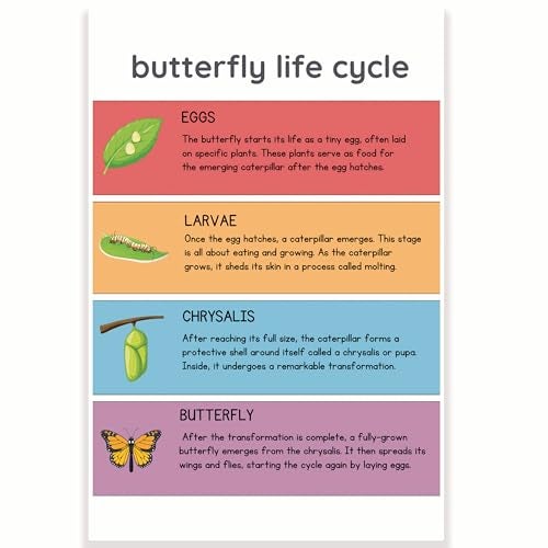 Printlabz Butterfly Life Cycle Classroom Poster - Science Class - 12 x 18 Inch - Classroom Decor - Classroom Must Haves - Back To School Decor - CPS0563 - Image 1