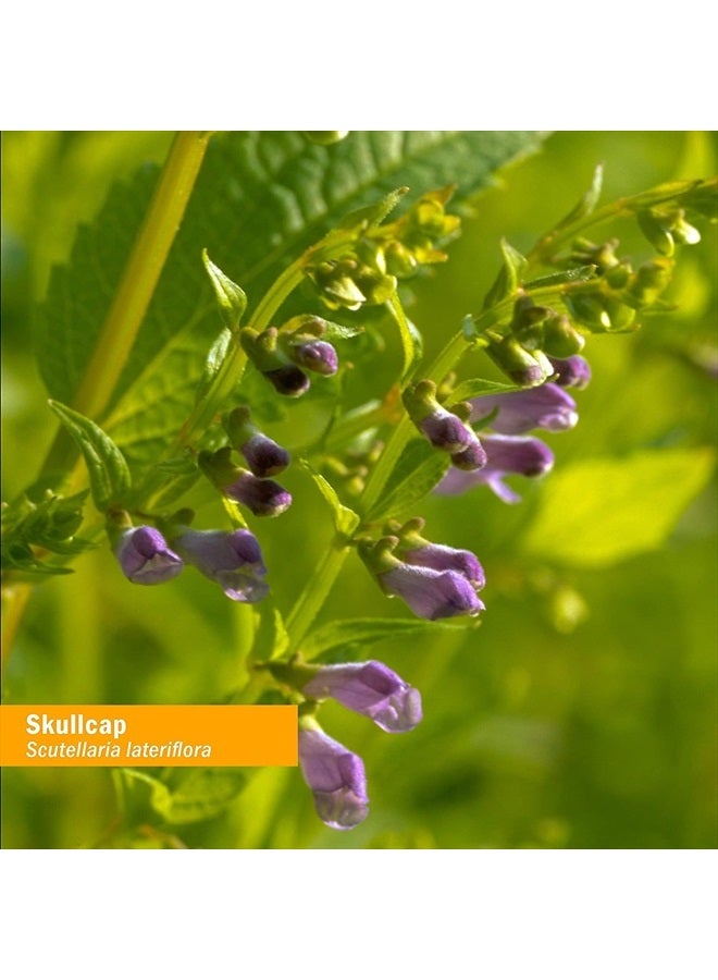 HERB PHARM Certified Organic Skullcap Liquid Extract for Nervous System Support, Organic Cane Alcohol, 4 Ounce - Image 5