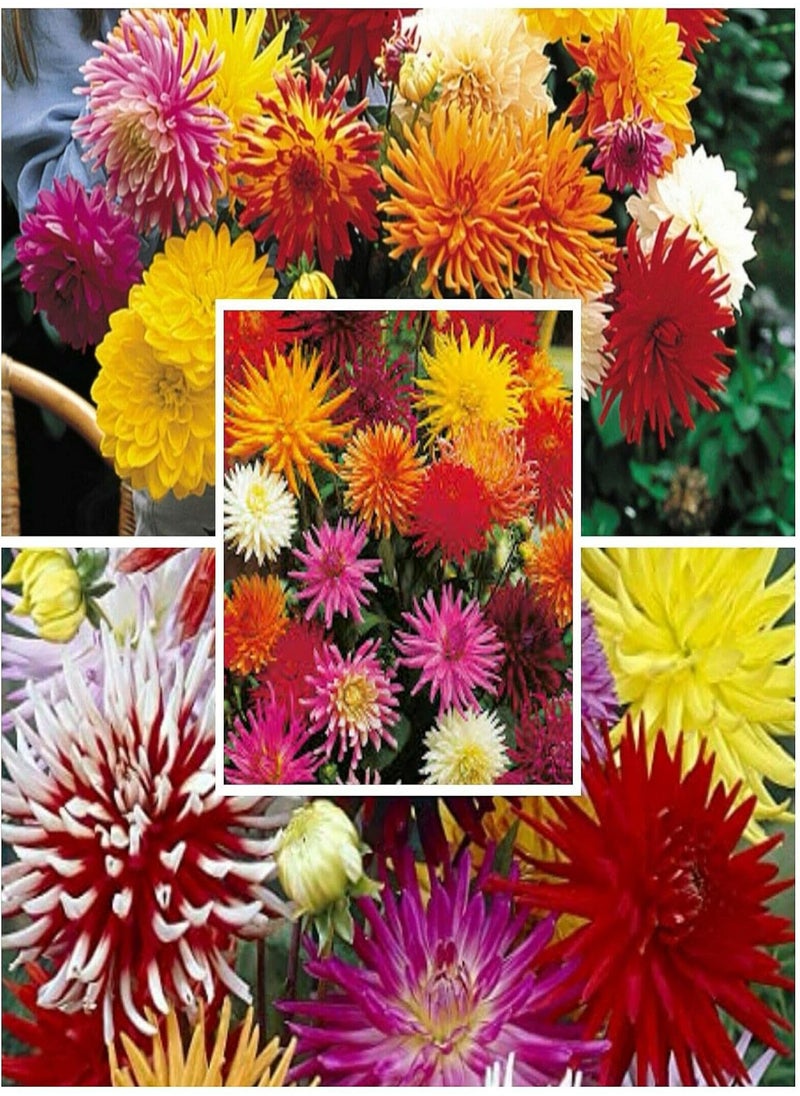 GGOOT Beautiful Dahlia Hybrids Cactus, Dahlia Pinnata by Heavy Torch,10 Seeds 