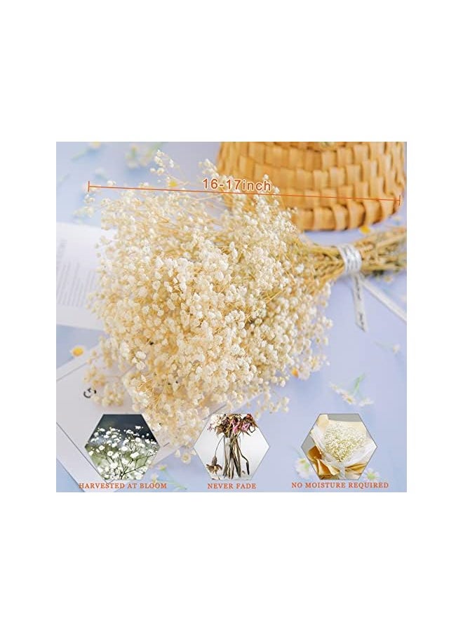 erorex Dried-Babys-Breath-Flowers-Bouquet, 17.2 inch 2500+ Ivory White Flowers, Natural Gypsophila Branches for Home Decor, Gift for Mother, Dry Flowers Bulk for Vase, Wedding, DIY, Party (3oz)  - Image 2
