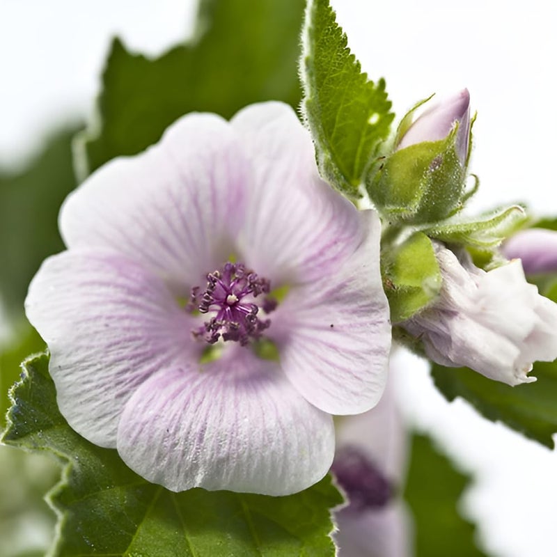 Weleda Baby White Mallow Diaper Care Cream, 1.7 Fluid Ounce, Fragrance Free Plant Rich Protection with White Mallow, Pansy, Sesame and Coconut Oils - Image 2