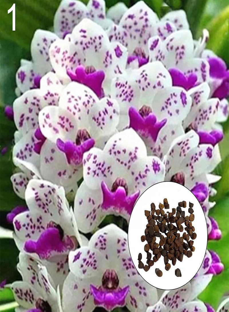 جي جوت 300 قطعة/حقيبة من بذور الفالينوبسيس عالية الغلة وسريعة النمو ومتعددة الألوان ومزدهرة جيدًا، شتلات الفالينوبسيس للحديقة - Image 3