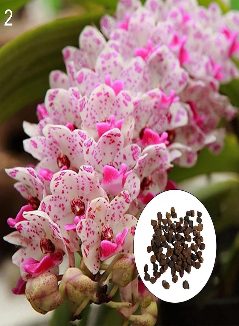 جي جوت 300 قطعة/حقيبة من بذور الفالينوبسيس عالية الغلة وسريعة النمو ومتعددة الألوان ومزدهرة جيدًا، شتلات الفالينوبسيس للحديقة - Image 5