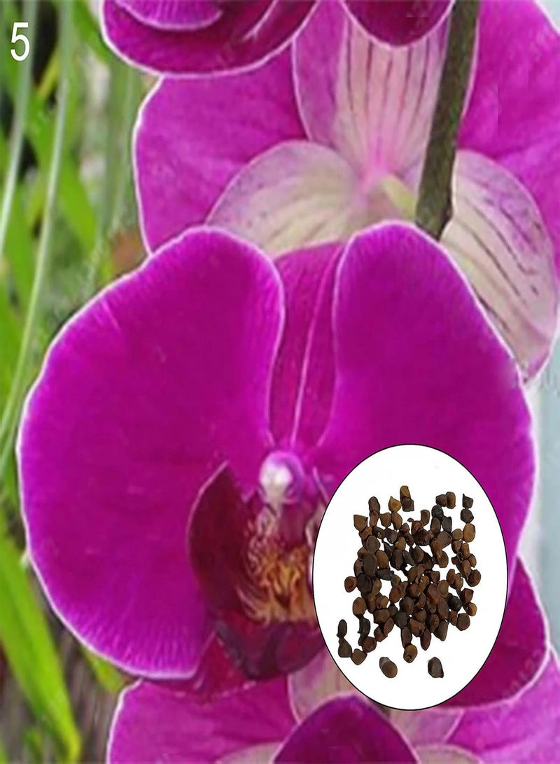 جي جوت 300 قطعة/حقيبة من بذور الفالينوبسيس عالية الغلة وسريعة النمو ومتعددة الألوان ومزدهرة جيدًا، شتلات الفالينوبسيس للحديقة - Image 1