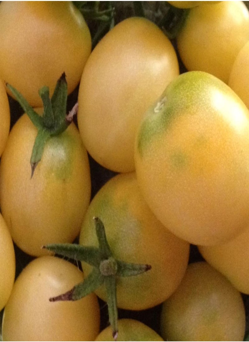 GGOOT Heirloom Tomato Collection, 10 Seeds - 5 Varieties  - Image 1