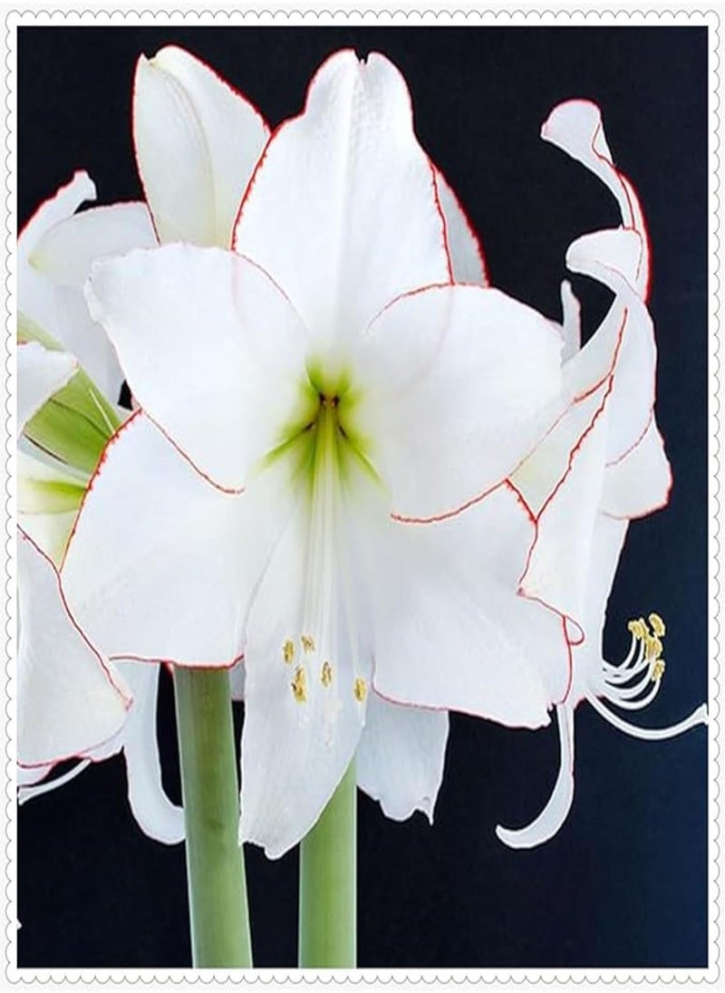 GGOOT Amaryllis 0 Seeds for Sale,Amaryllis 0 Seeds for Planting,Amaryllis 0 Seeds Bulk,Wedding Flowers,Cut Flowers,Greening Flower,Good for Containers-20 Seeds-E 
