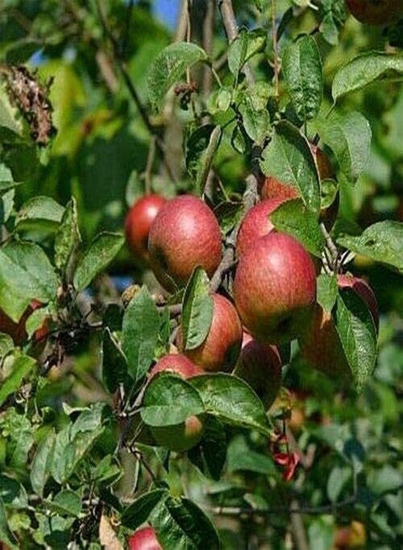 GGOOT 50Pcs Apple Seeds Attractive Fruit Trees for Landscaping Adding Beautiful Landscape to The Beauty of Garden Loved by Gardeners - Image 2