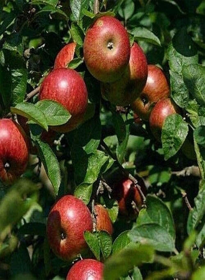 GGOOT 50Pcs Apple Seeds Attractive Fruit Trees for Landscaping Adding Beautiful Landscape to The Beauty of Garden Loved by Gardeners - Image 1
