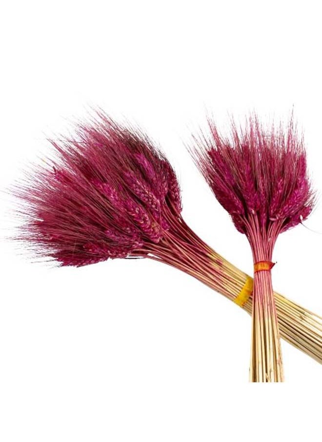 Generic Dry Wheat Grass Bouquet Natural Dried Flowers Bundle ( MERLOT 50)  - Image 1