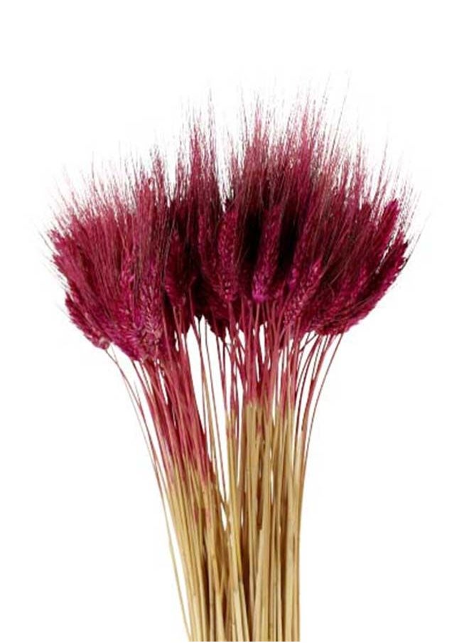 Generic Dry Wheat Grass Bouquet Natural Dried Flowers Bundle ( MERLOT 50)  - Image 3