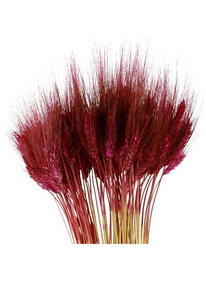 Generic Dry Wheat Grass Bouquet Natural Dried Flowers Bundle ( MERLOT 50)  - Image 4