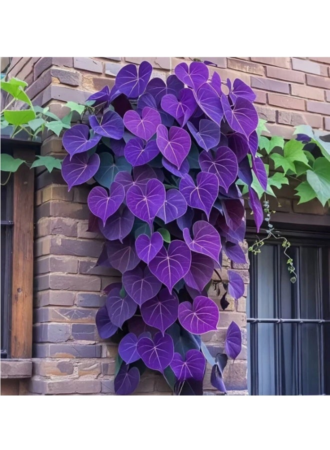 50 PCS Purple Sweet Potato Vine Leaf Seeds For Home Garden Planting