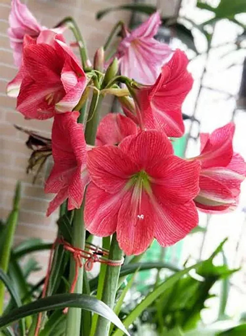GGOOT 2pcs Pink Amaryllis Seeds Suitable for Planted Decoration Bedroom Living Room Corridor is Ideal Decoration Material Attract Bees Butterflies Simple Cultivation - Image 2