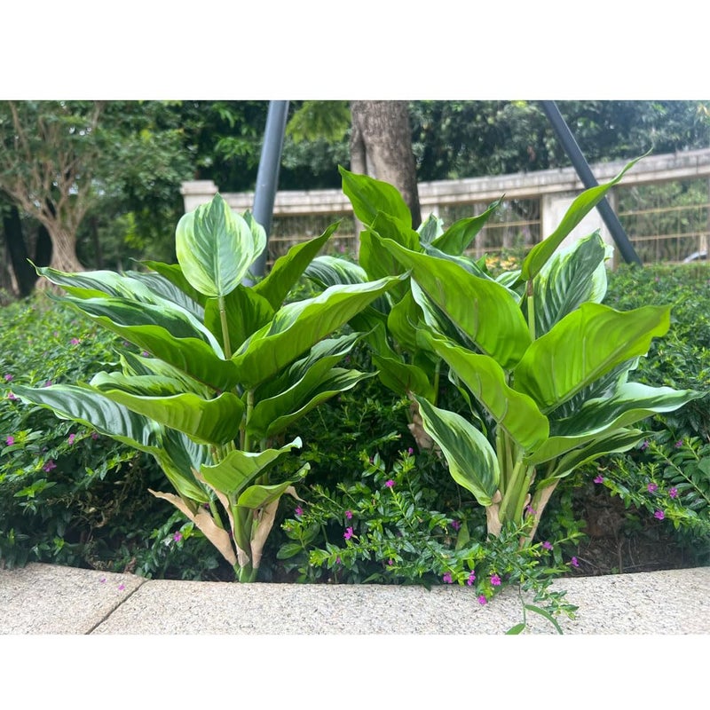 WAIFOMEI 4 Bushes Perennial Hosta Artificial Variegated Green Leave Plant 15.7" Faux Dieffenbachia Tropical Plant Outdoor Shrubs Indoor Yard Decor - Image 3