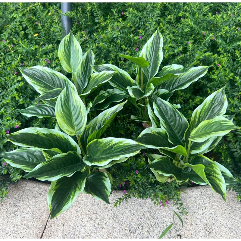 WAIFOMEI 4 Bushes Perennial Hosta Artificial Variegated Green Leave Plant 15.7" Faux Dieffenbachia Tropical Plant Outdoor Shrubs Indoor Yard Decor - Image 1