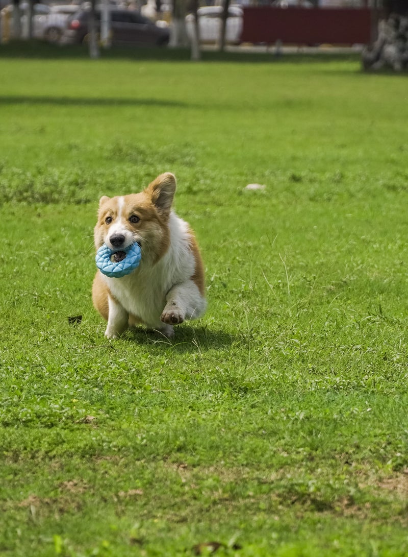 GULFLINK Non Toxic Natural Rubber Toy For Dogs Blue - Image 3