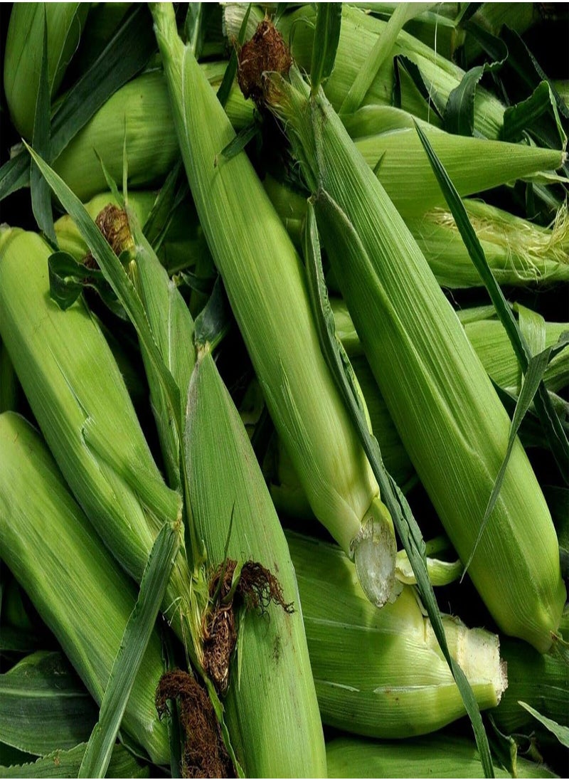GGOOT Vegetable Sweet Corn SWEETCORN Golden Bantam 50 Finest Seeds 