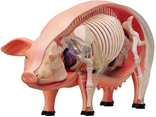 TEDCO 4D 26102 Vision Pig Anatomy Model, One Color - Image 1