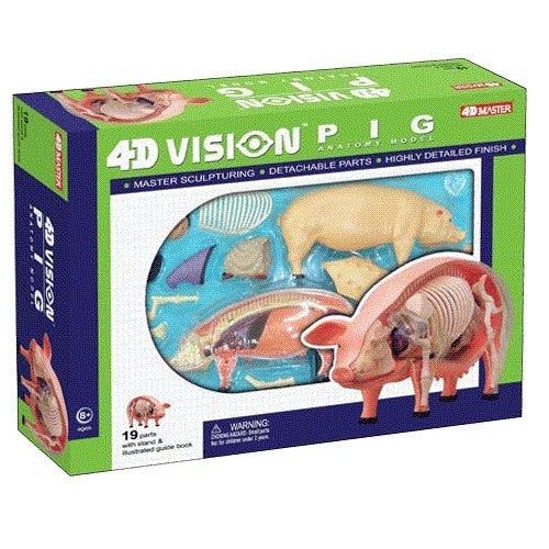TEDCO 4D 26102 Vision Pig Anatomy Model, One Color - Image 4