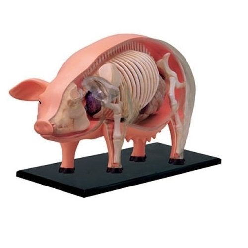 TEDCO 4D 26102 Vision Pig Anatomy Model, One Color - Image 3
