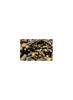 Generic Natural Grill Charcoal – 5kg Shawl Mundi Tree Blend for Mango & Carrion – Long-Lasting & Smokeless BBQ Fuel  - Image 2