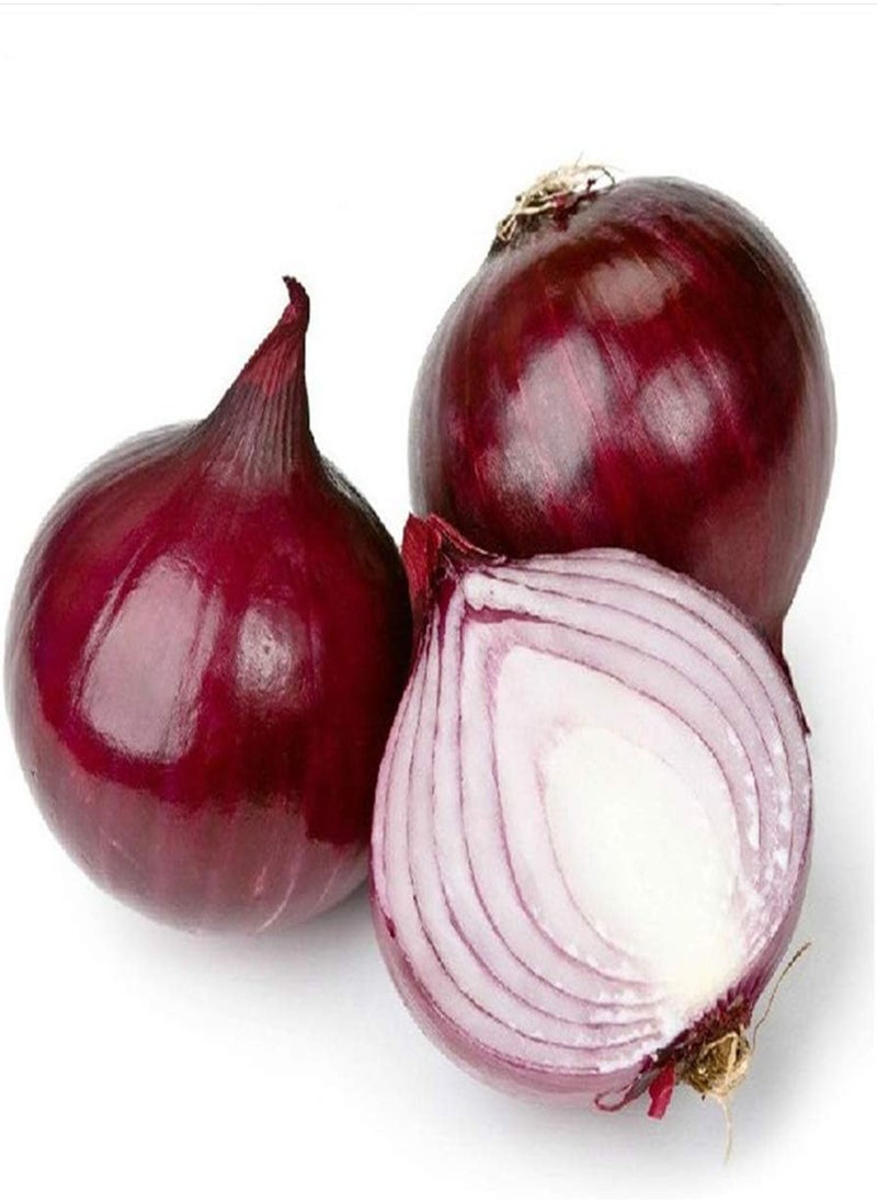 GGOOT - Purple-red Onion Seeds 300pcs - Image 1