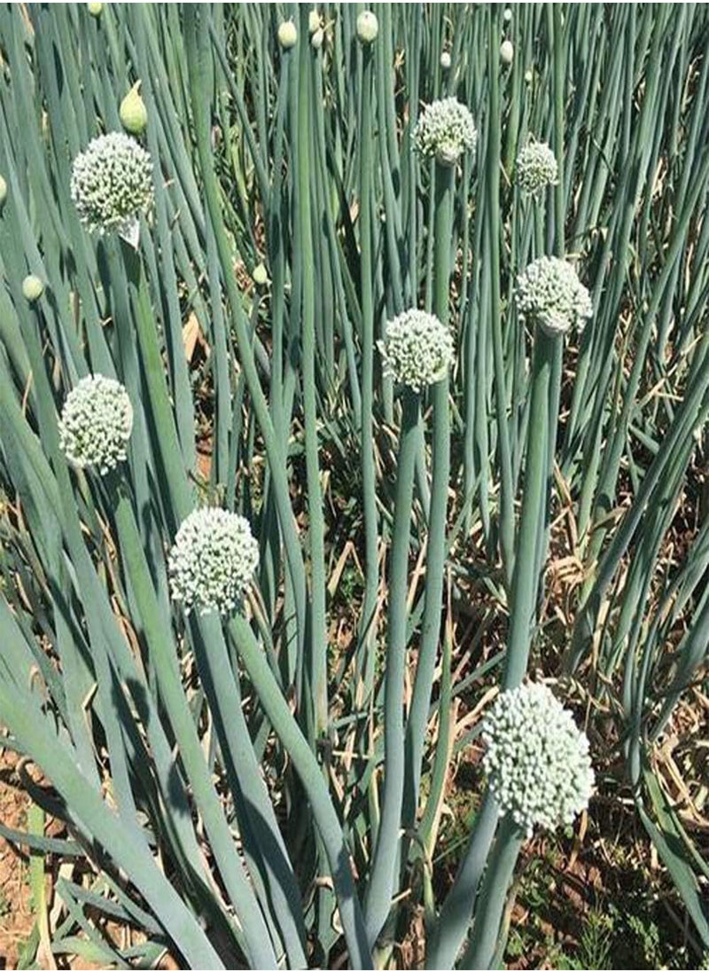 GGOOT - Purple-red Onion Seeds 300pcs - Image 1