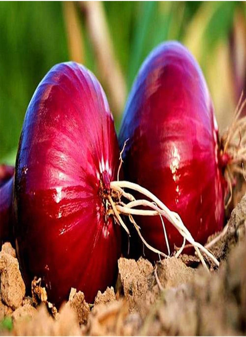 GGOOT - Purple-red Onion Seeds 300pcs - Image 1