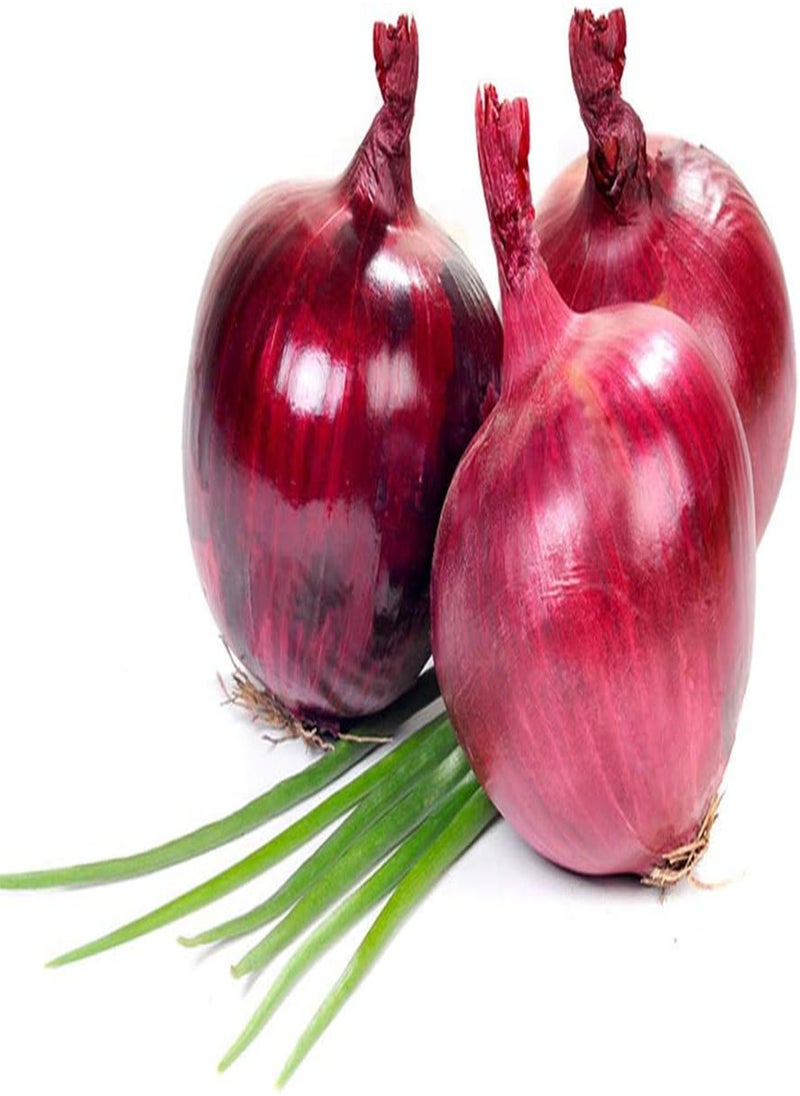 GGOOT - Purple-red Onion Seeds 300pcs - Image 1