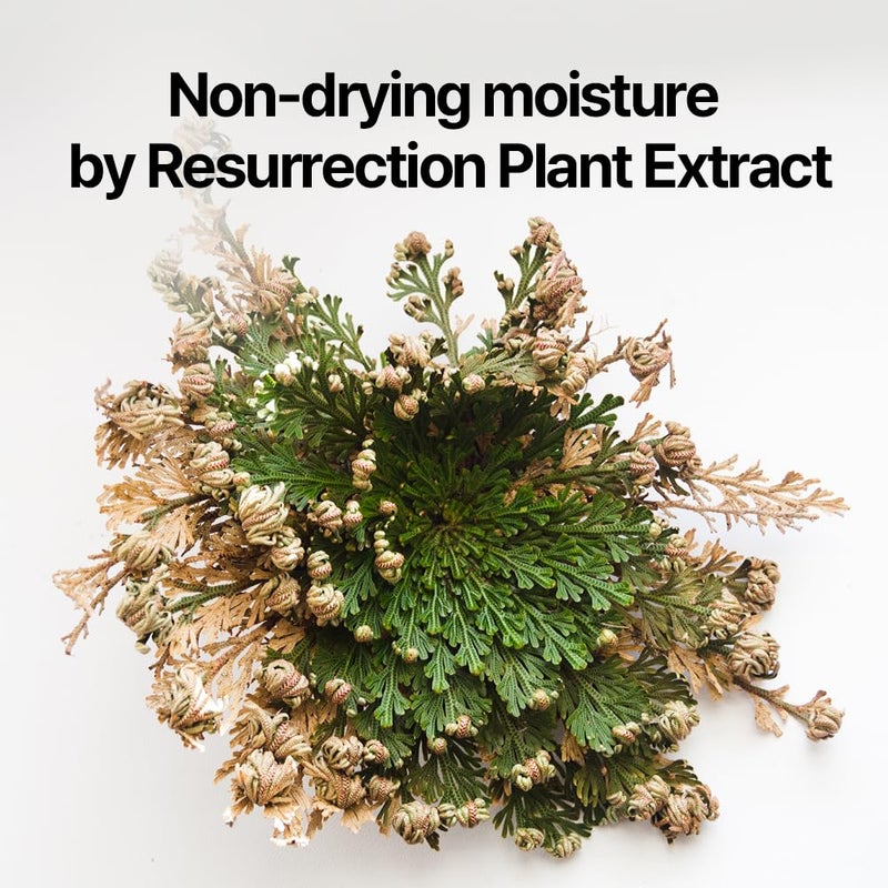 Pyunkang Yul PKY Dancheong Body Lotion, Intensive Moisture, Natural Scents with Essential Oils, Inspired by Fade-Resistant Korean Dancheong, Zero Irritation, Korean Skincare (11.83 Fl. Oz, 350ml) - Image 4