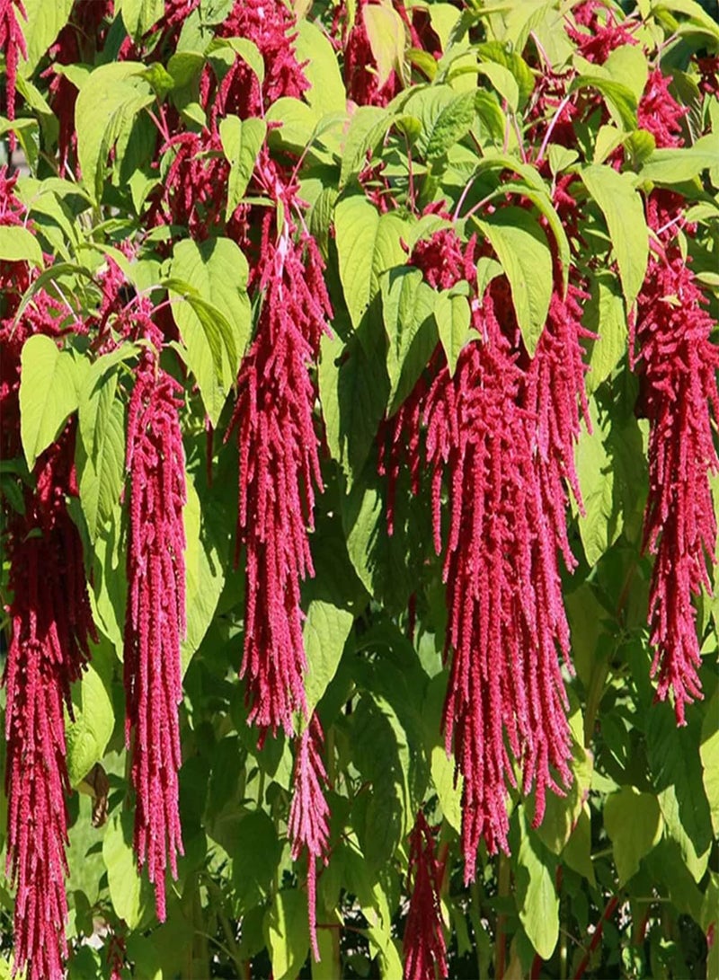GGOOT 10 UK Red Amaranthus Seeds for Planting Growing Large Leaf Amaranth for Dishes - Image 4