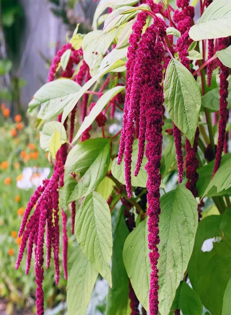 GGOOT 10 UK Red Amaranthus Seeds for Planting Growing Large Leaf Amaranth for Dishes - Image 1