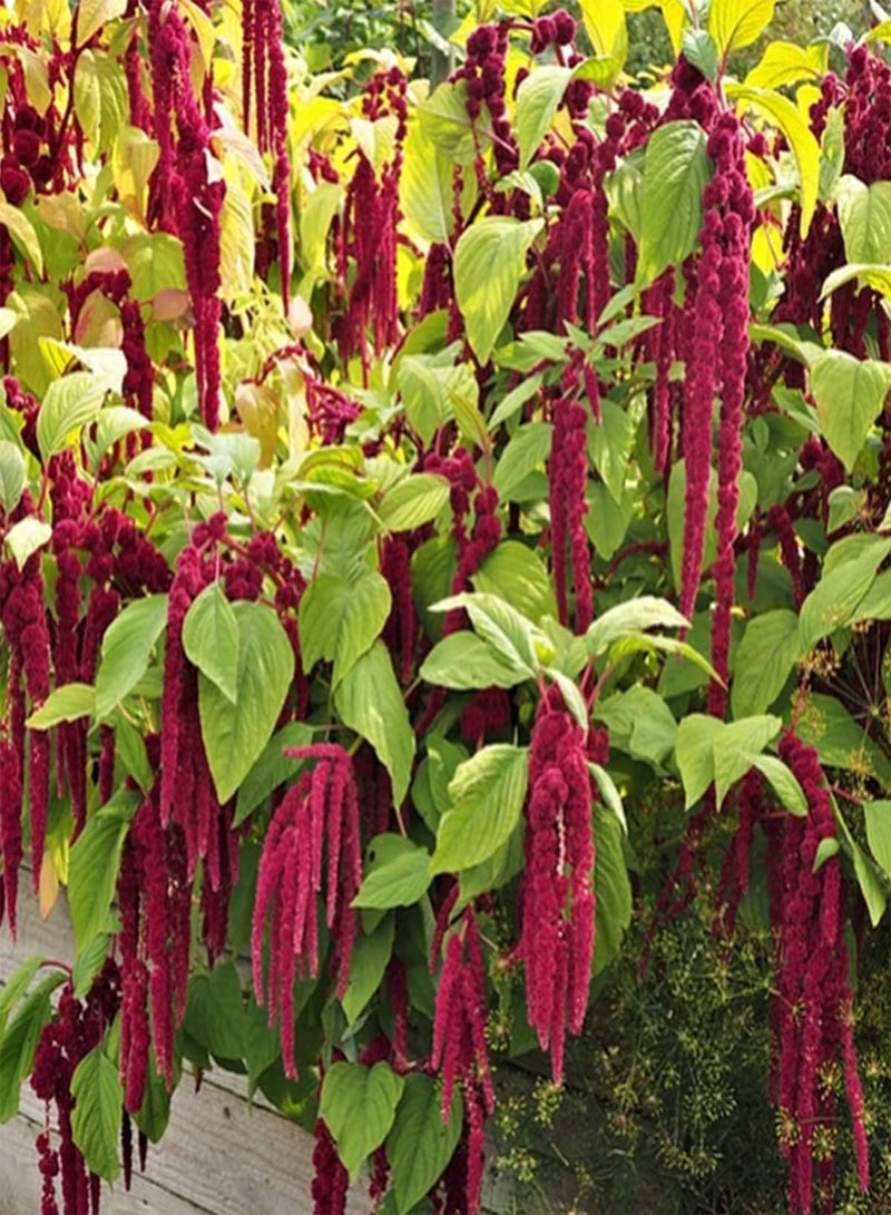 GGOOT 10 UK Red Amaranthus Seeds for Planting Growing Large Leaf Amaranth for Dishes - Image 3