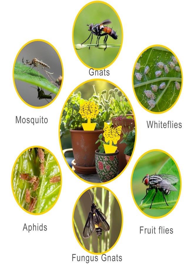Boromine Fruit Fly Traps, 60 Pack Yellow Stick Traps, Fungus Gnat Traps, Plant Fly Stickers for Indoor and Outdoor Use Protect The Plant - Image 4