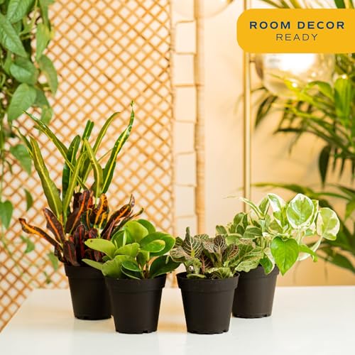 Costa Farms Live Plants (Pack of 4), Easy to Grow Live Indoor Houseplants in 3.8-Inch Plant Pots, Hand-Selected Varieties, Home and Room Decor, 8-10 Inches Tall - Image 2