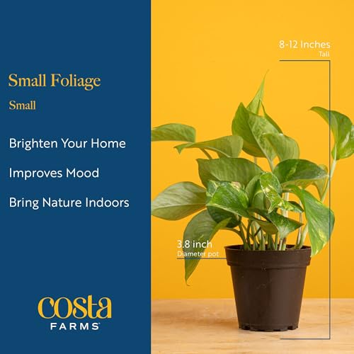 Costa Farms Live Plants (Pack of 4), Easy to Grow Live Indoor Houseplants in 3.8-Inch Plant Pots, Hand-Selected Varieties, Home and Room Decor, 8-10 Inches Tall - Image 4