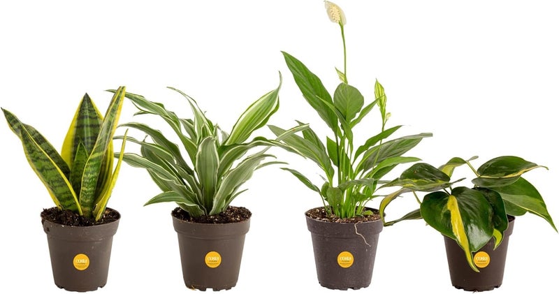 Costa Farms Live Plants (Pack of 4), Easy to Grow Live Indoor Houseplants in 3.8-Inch Plant Pots, Hand-Selected Varieties, Home and Room Decor, 8-10 Inches Tall - Image 1