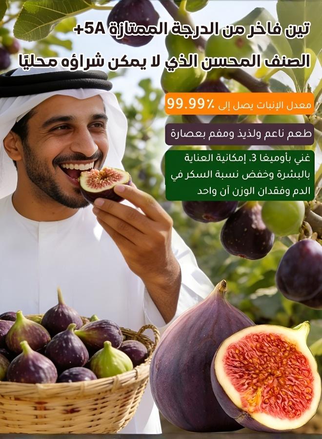Four Seasons Large Fruit Fig Seeds - Easy to Grow Tasty Garden Variety - Image 3