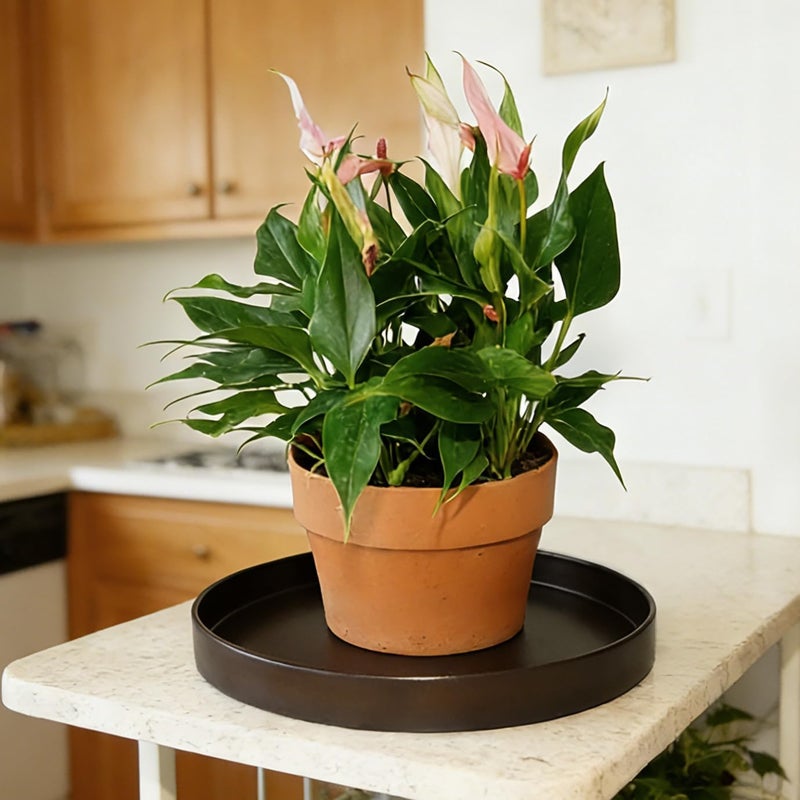 Afrine Plant Saucer, Plant Saucers - Image 3